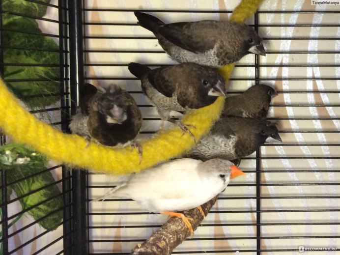 Амадина Гульда птица