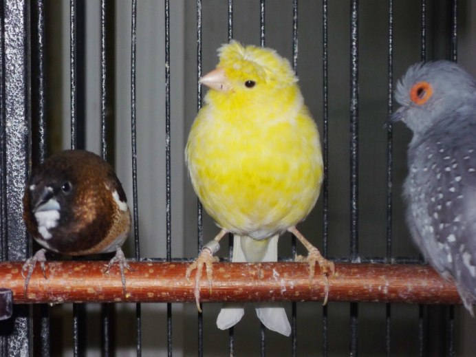 Вольер амадины зоопарк