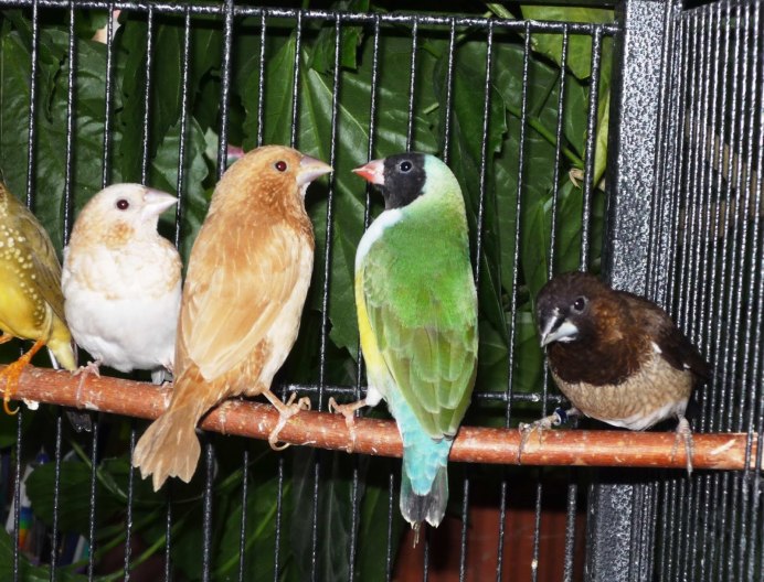 Амадины и кореллы