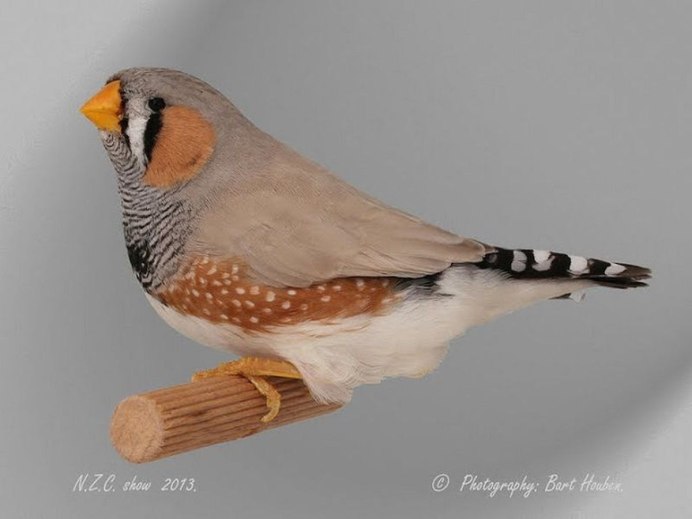 Желтобрюхий астрильд