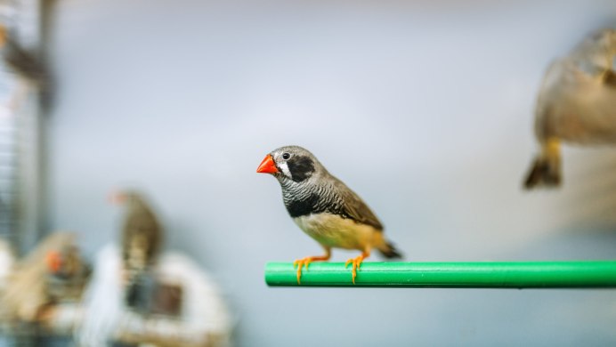 Канарейка дома отзывы плюсы и минусы