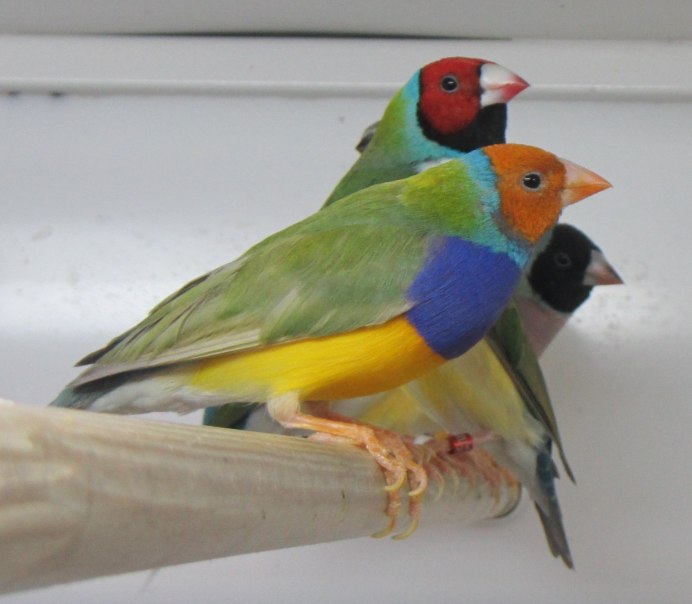 Японская амадина