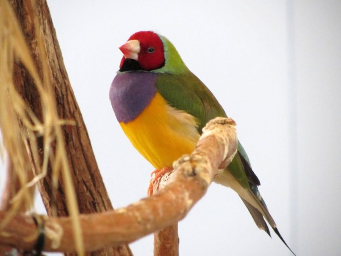 Канарейка красный Кардинал