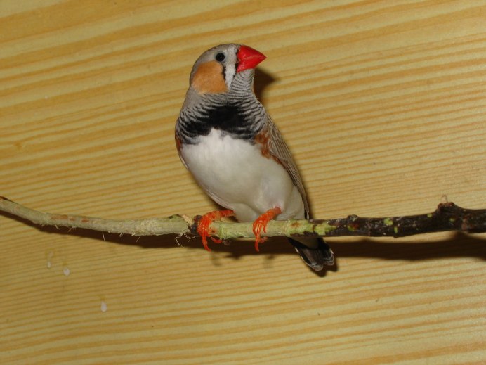 Канарейки и щеглы