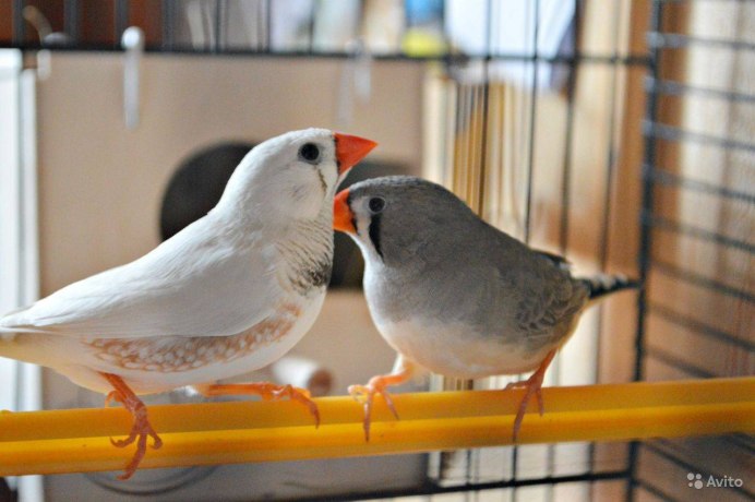 Амадины зебровые птенцы