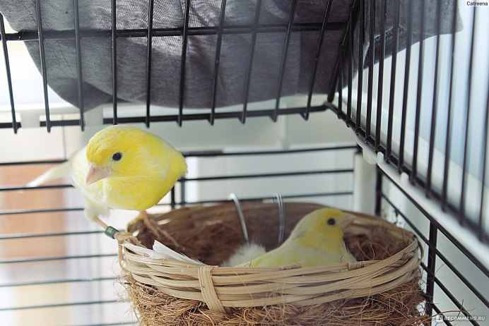 Попугаи зебровые амадины