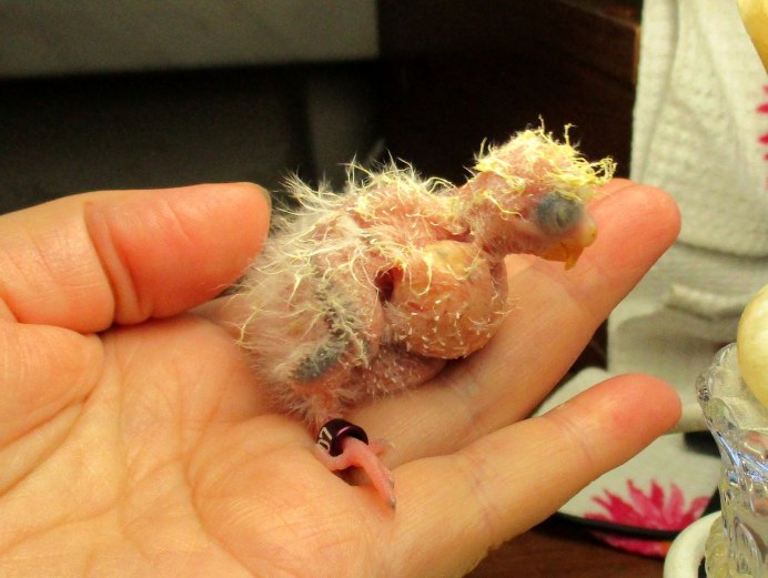 Gouldian Finch самка