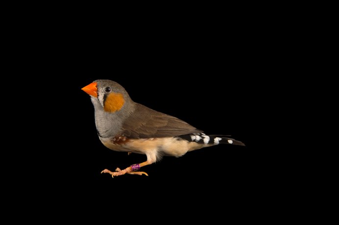 Вдовушки амадины