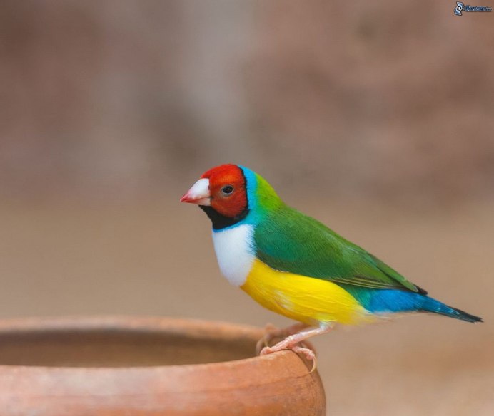 Gouldian Finch