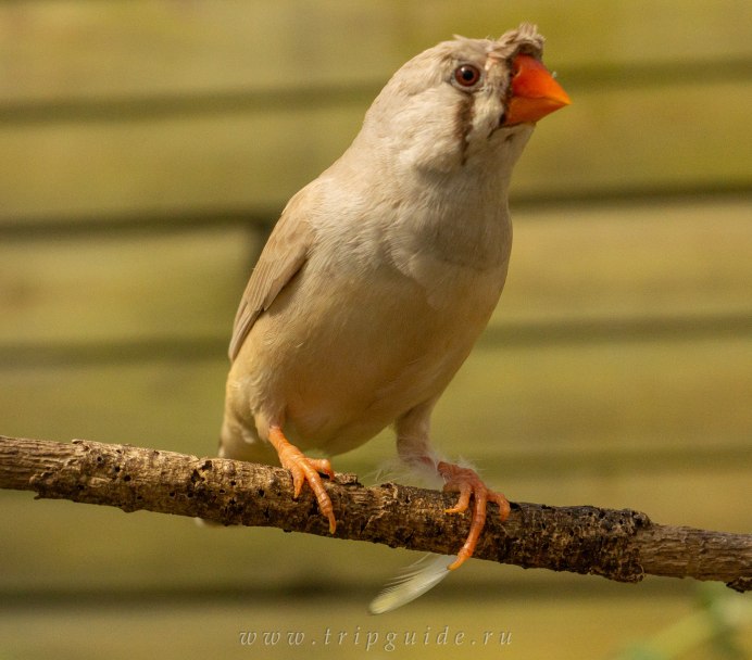Канарейка амадина