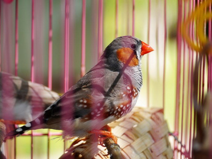 Амадины и кореллы