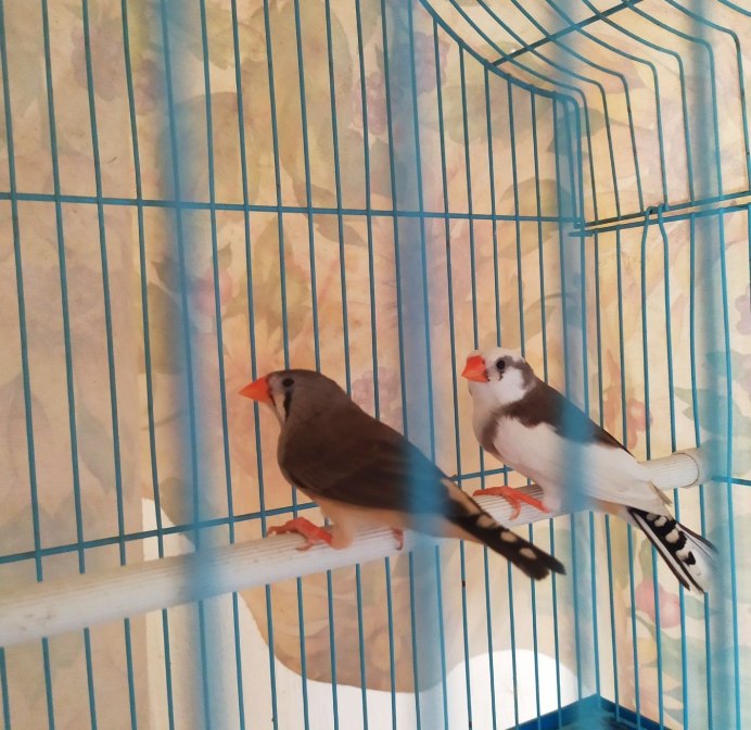 Птенцы амадинов зебровых