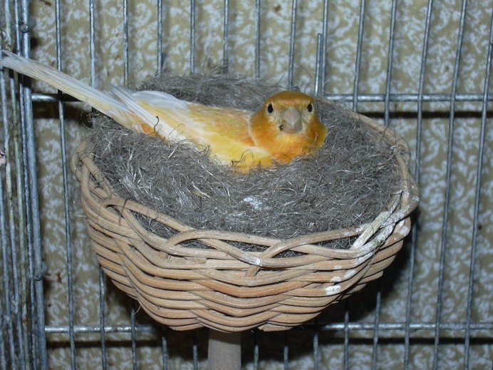 Острохвостая амадина