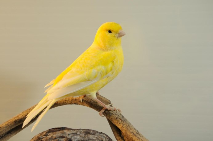 Амадин певчий