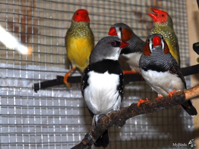 Канарейка попугай амадина