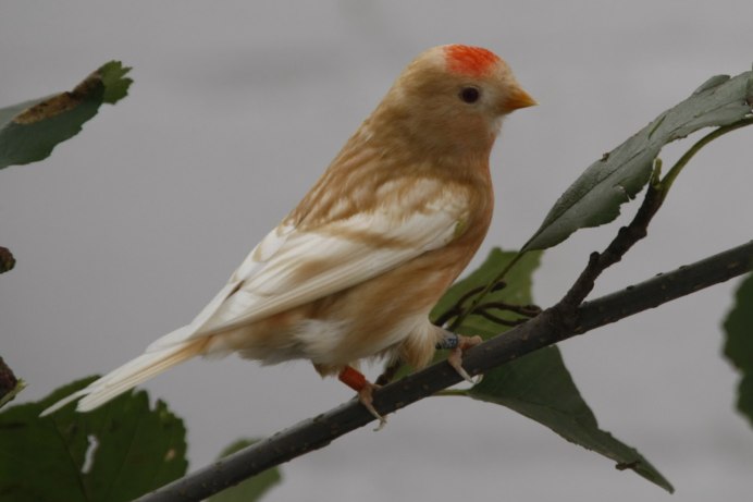 Африканские воробьи амадины