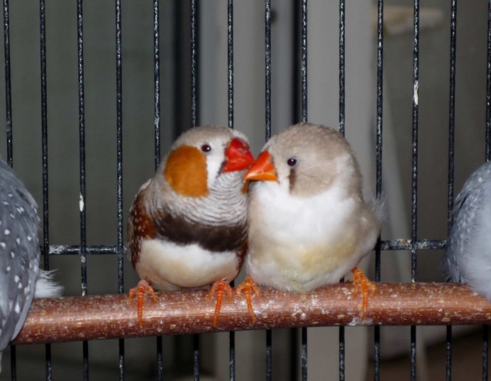 Зебровая амадина и канарейка
