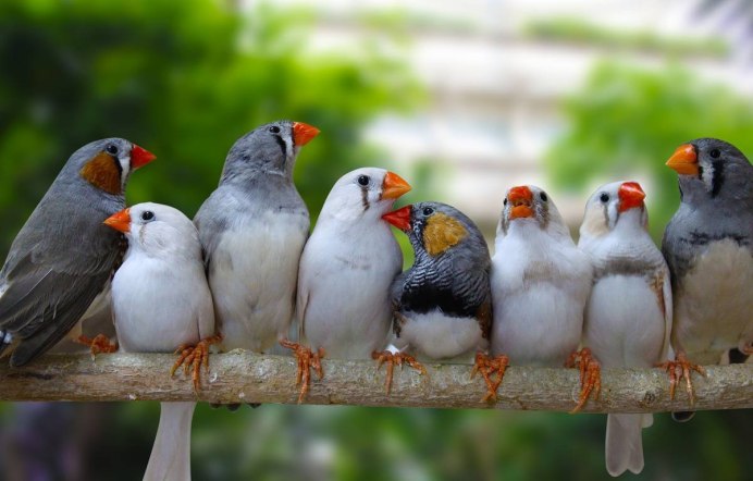 Птички в зоомагазине маленькие