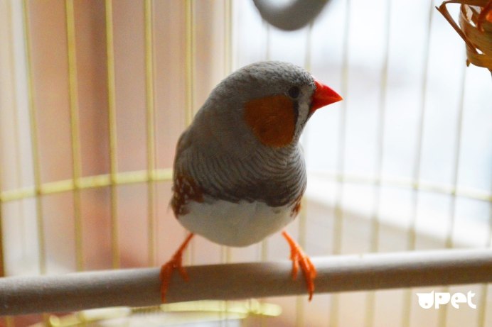 Домашние птицы в клетке