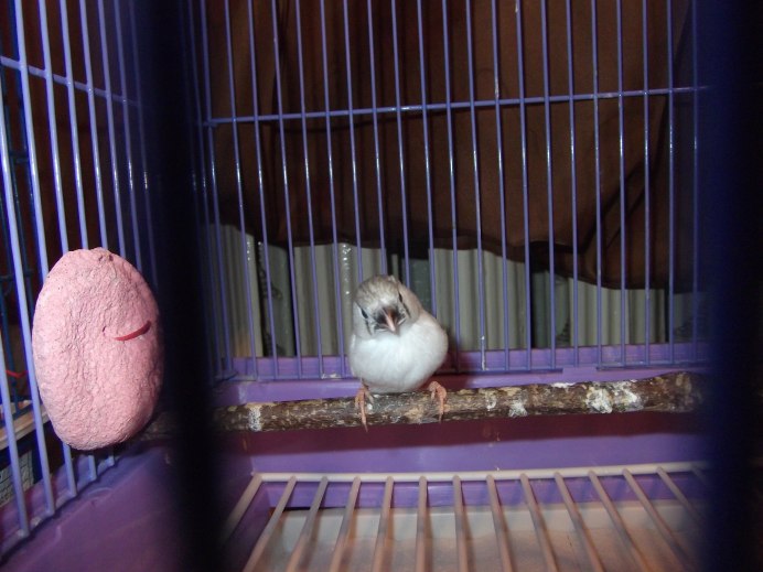 Зебровые амадины