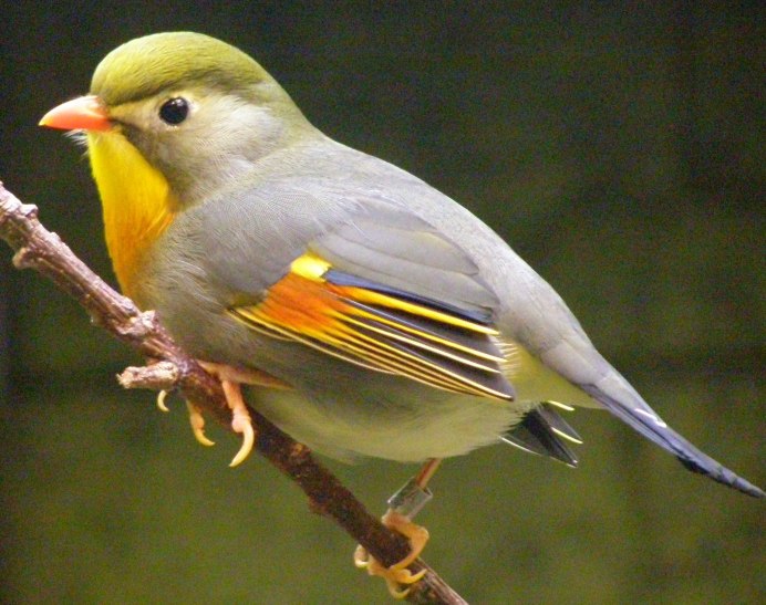 Домашние птицы в клетке