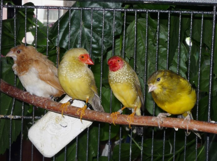 Амадинов Гульда