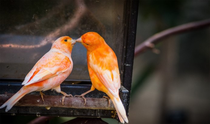 Японская канарейка