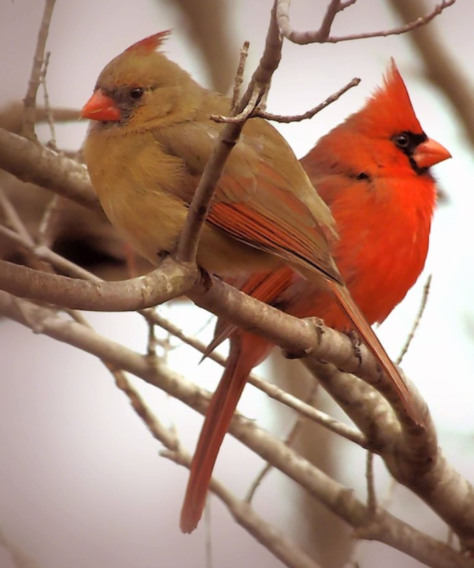 Щегол амадина канарейка