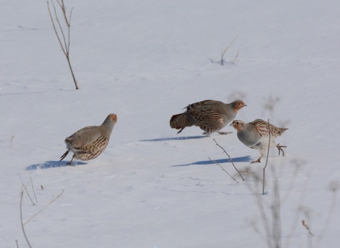 Серая куропатка (Perdix Perdix)