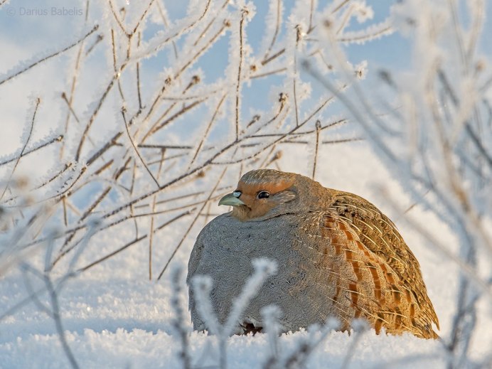 Серая куропатка (Perdix Perdix)