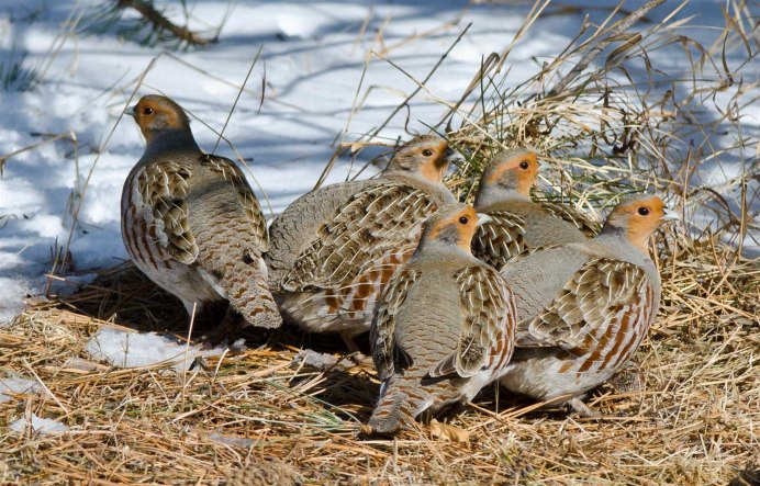Серая куропатка (Perdix Perdix)