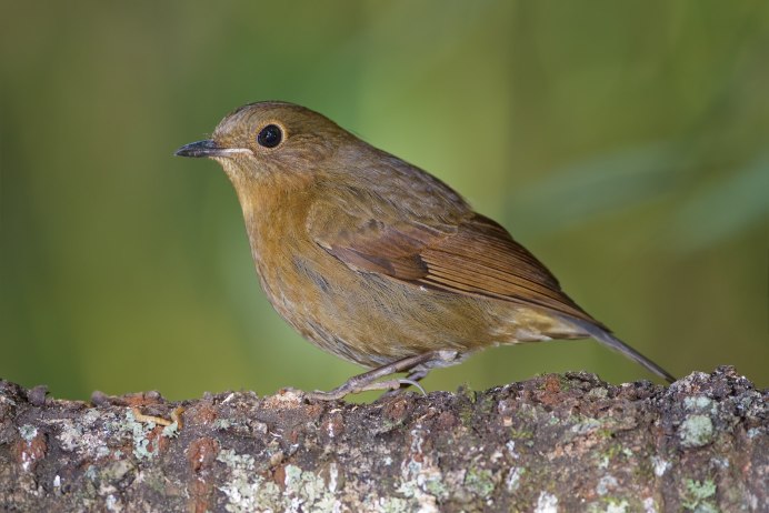 Самка птичка горихвостка