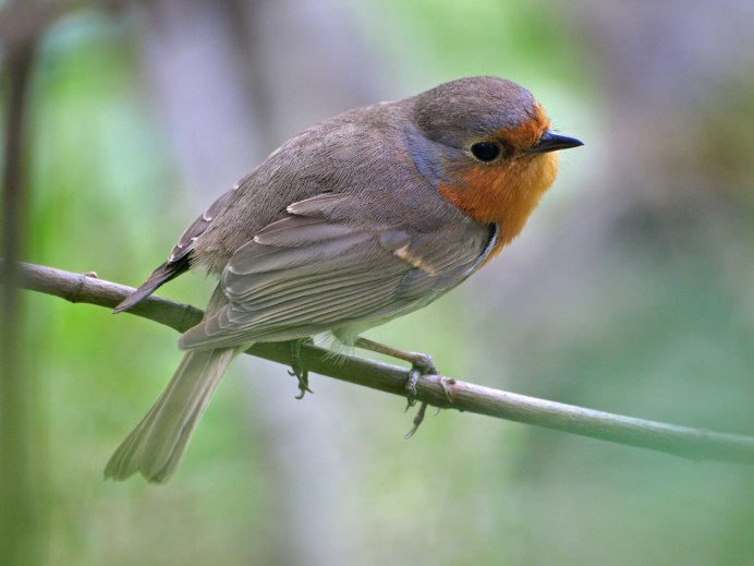 Зарянка Малиновка самец