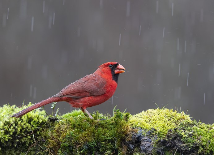 Зарянка Камышовая