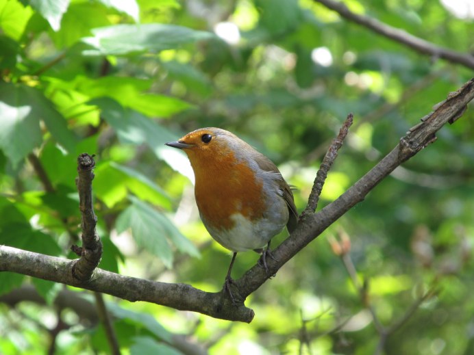 Зарянка самка птенцы