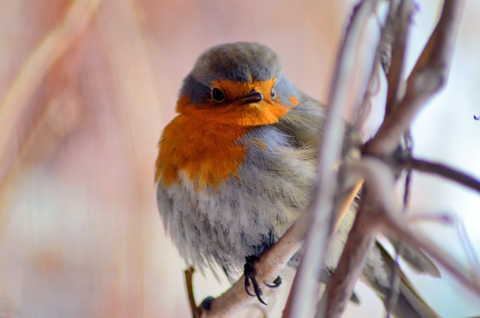 Птицы Сибири Зарянка