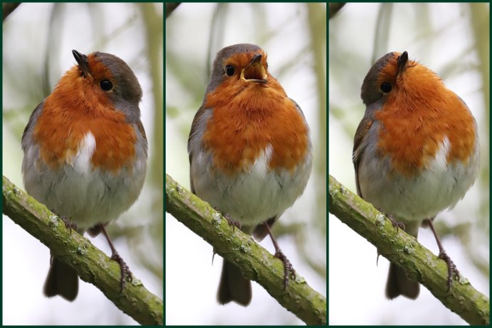 Зарянка Малиновка самка