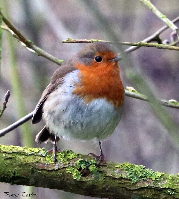 Зарянка фото самки и самца