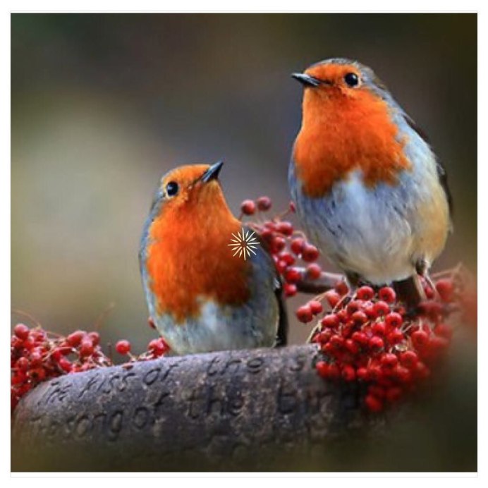 Белохвостая Горная Зарянка