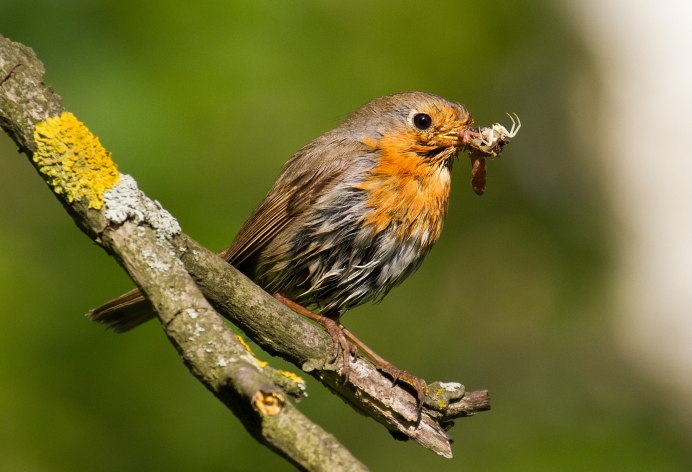 Зарянка - Erithacus rubecula l.
