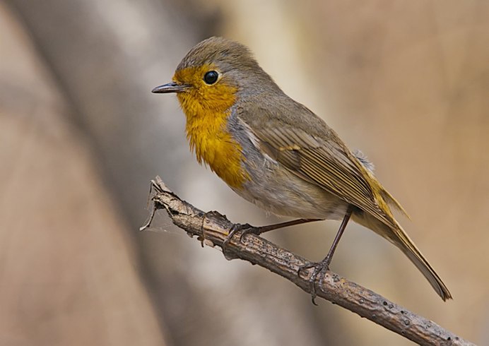 Зарянка и синица