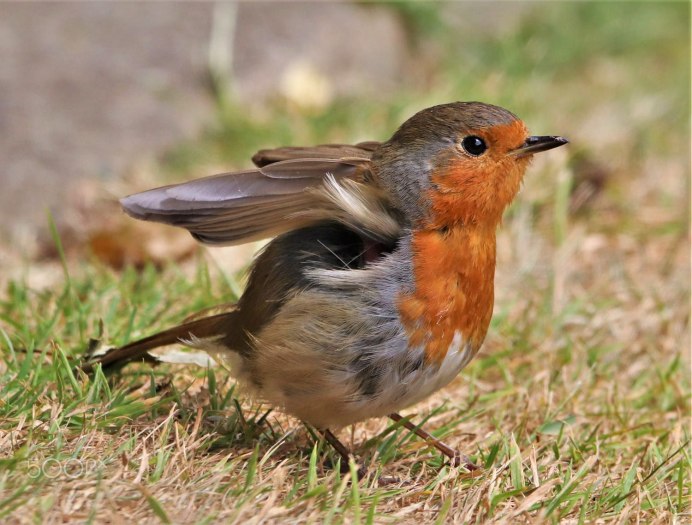 Зорянка птенец, гнездо