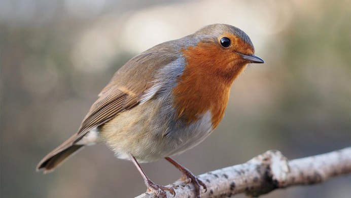 Бабочка Зарянка