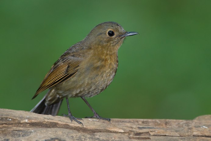 Европейский Робин (Erithacus rubecula)