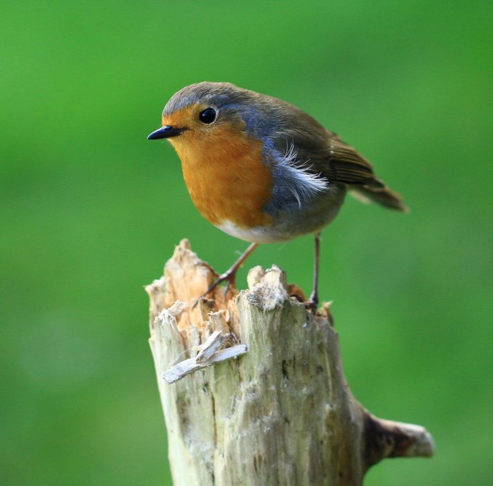 Зарянка Малиновка горихвостка
