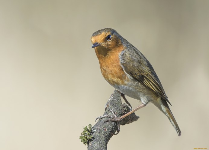Зарянка Малиновка горихвостка