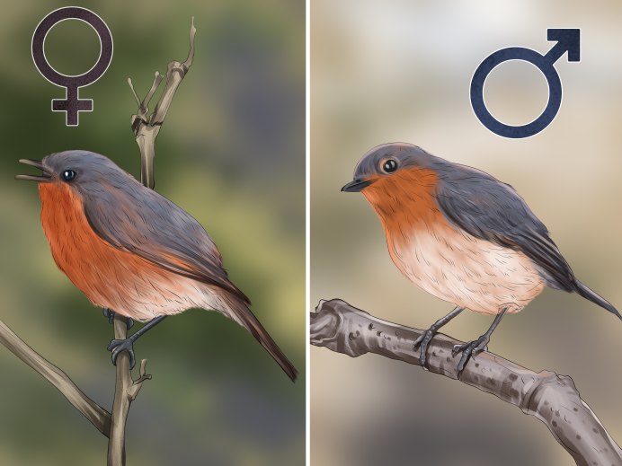 Зарянка Малиновка самка