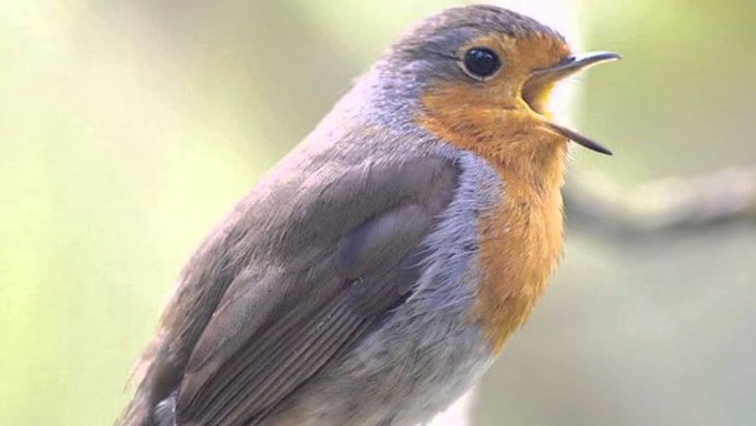 Зарянка Малиновка самец