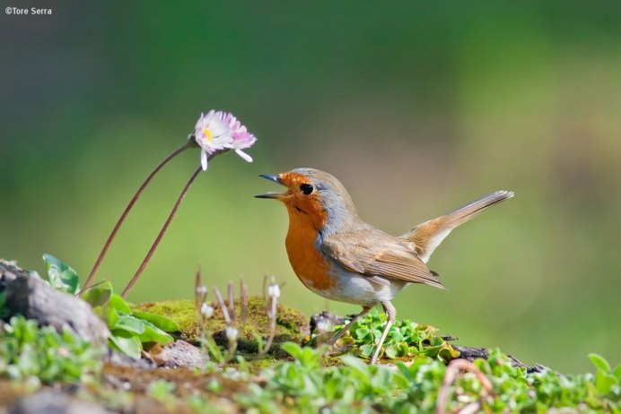 Малиновка на снегу
