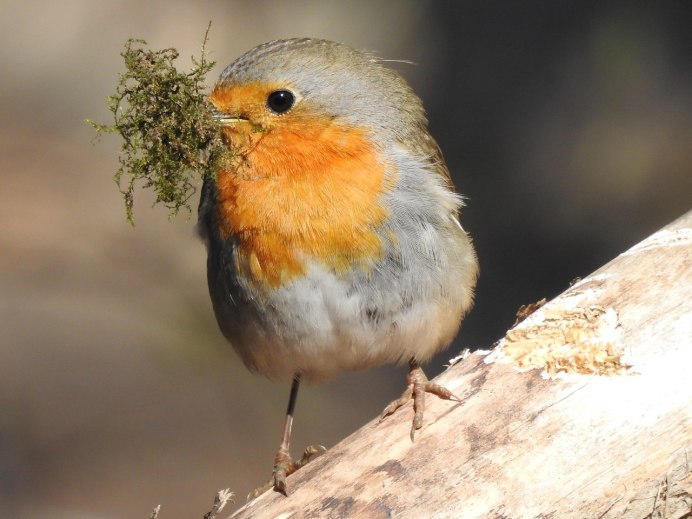 Зарянка клейкая